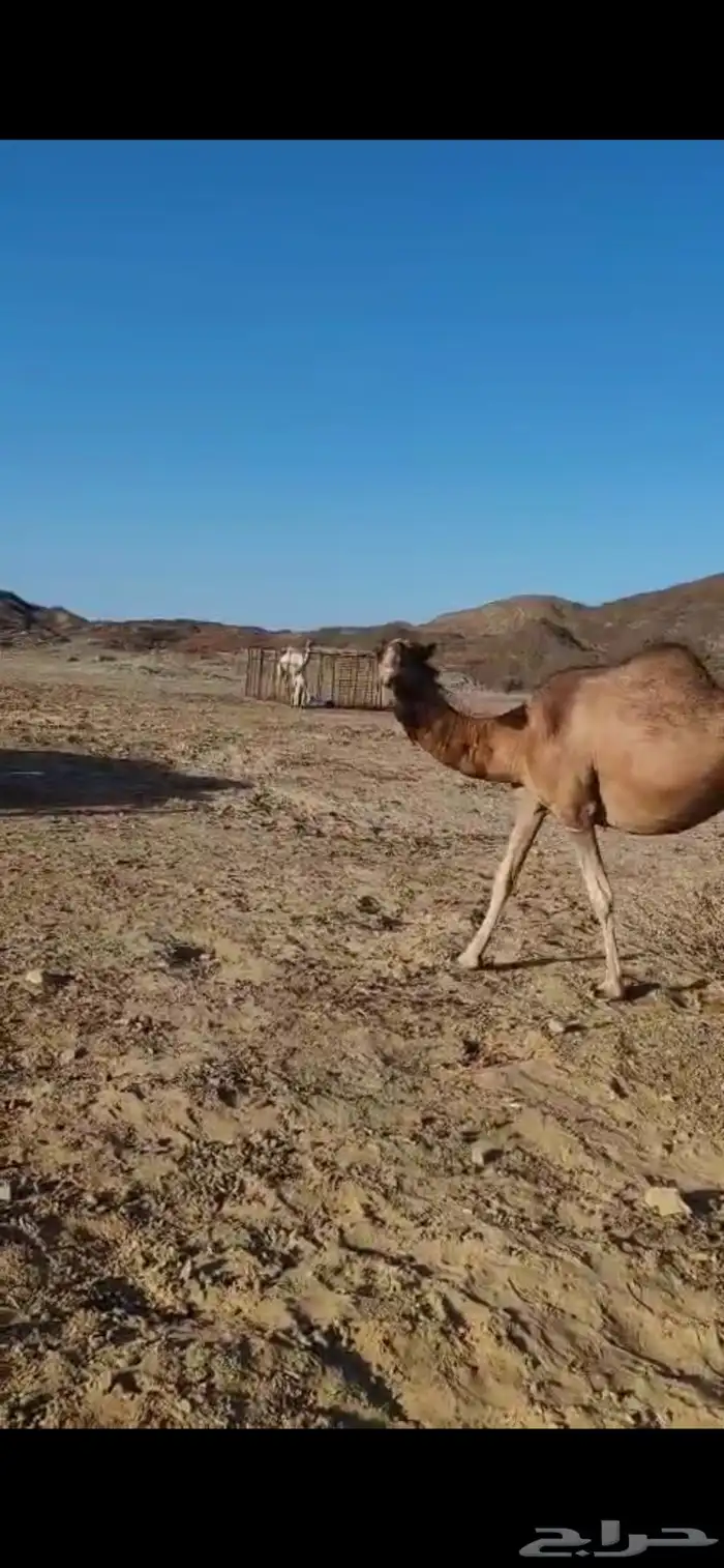بكره للبيع حمرا 3