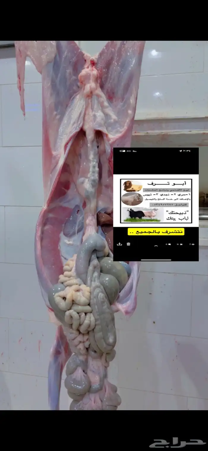 ذبائح ابو ترف نشرط النظافه 15