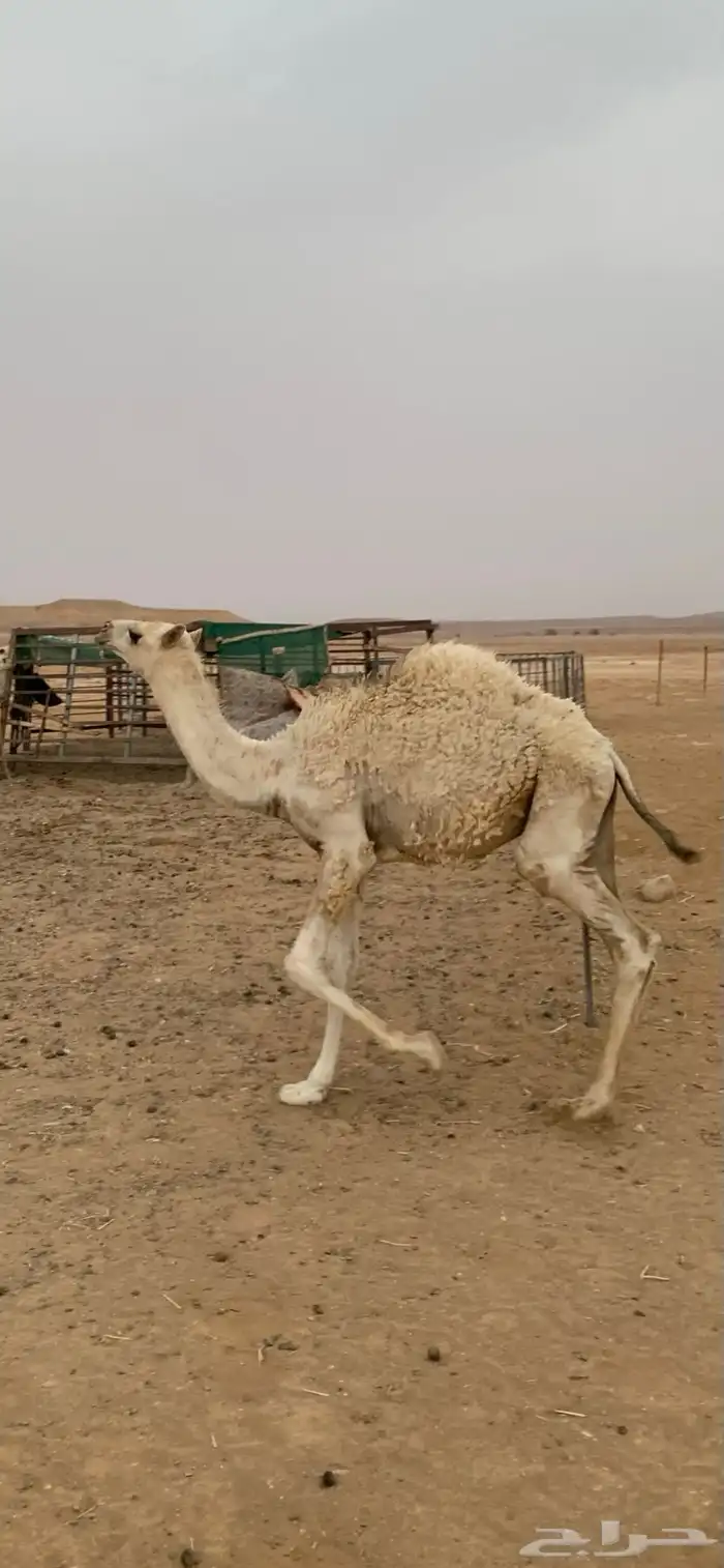 حوار قصب 1