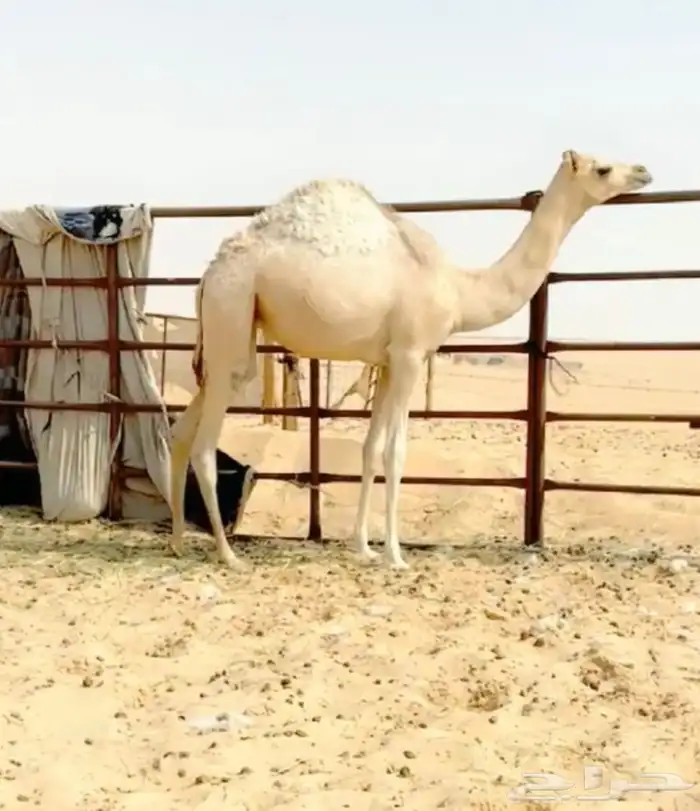 هجن بكره فطيم اخو من امها سابق ابو منتج 0