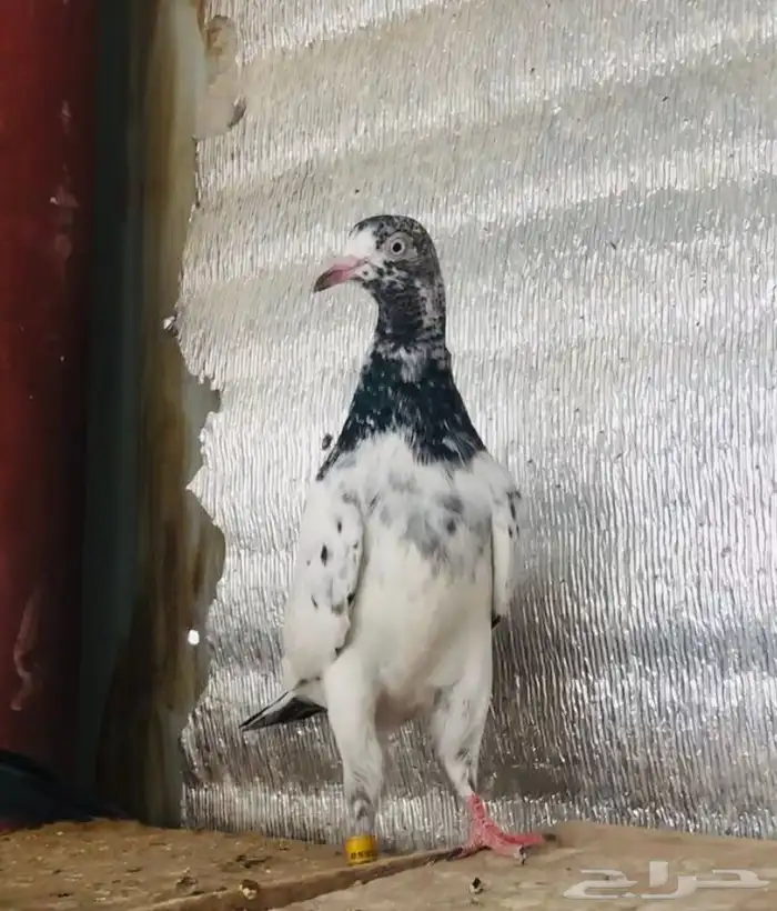 تم البيع جوز تيدي شينا 1