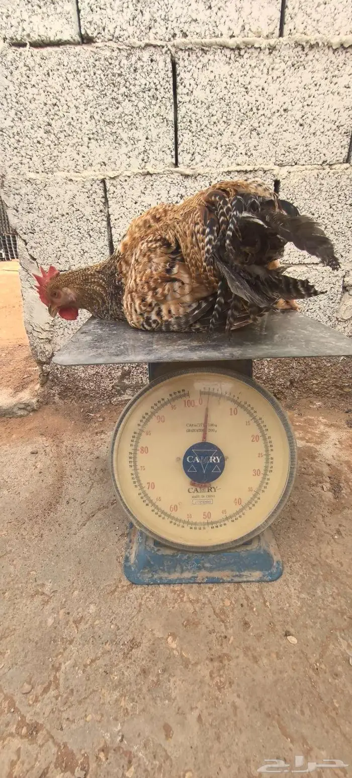 ديوك تركي جروم كبار ماشاءالله 2