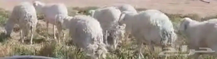 شياة حري حيل سمان وجبرات ل المناسبات والزواجات 5