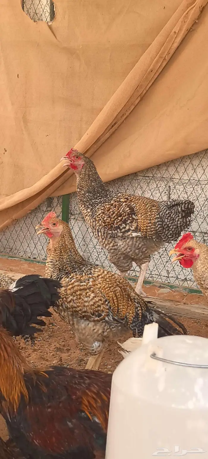 ديوك تركي جروم كبار ماشاءالله 6