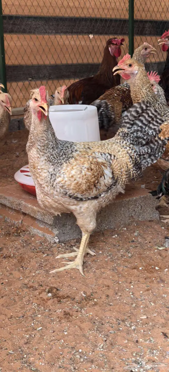 ديوك تركي جروم كبار ماشاءالله 4