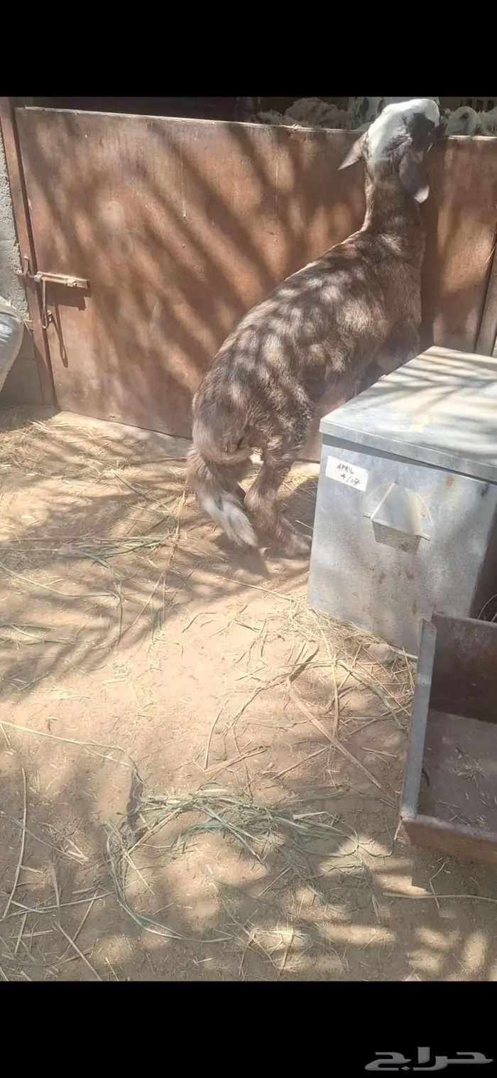 خروف حري بنجدي فاخر 2