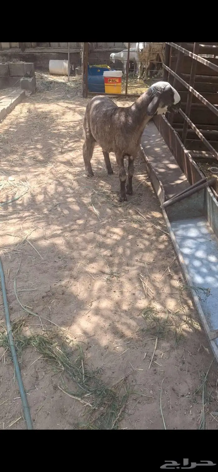 خروف حري بنجدي فاخر 0