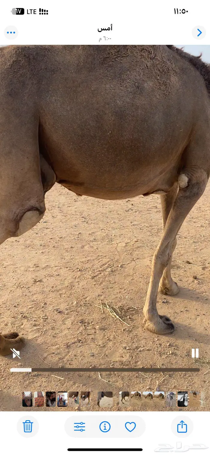 خلفه للبيع 2