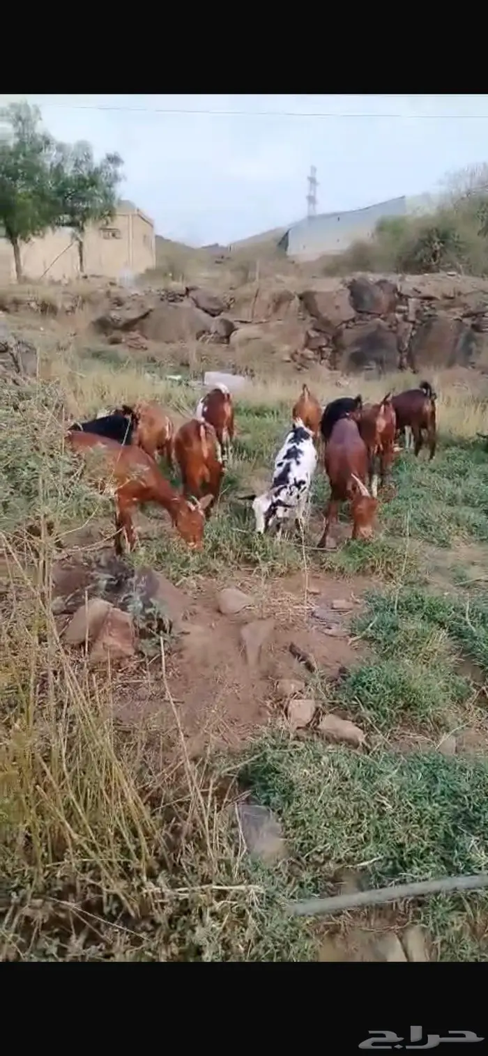 معزا دهم 0