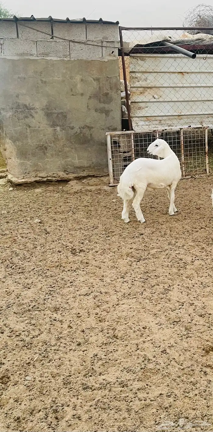 مشروع فحل حري 1