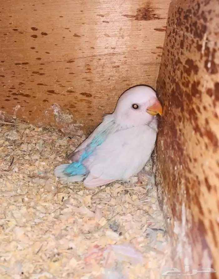 فرخ روز 2