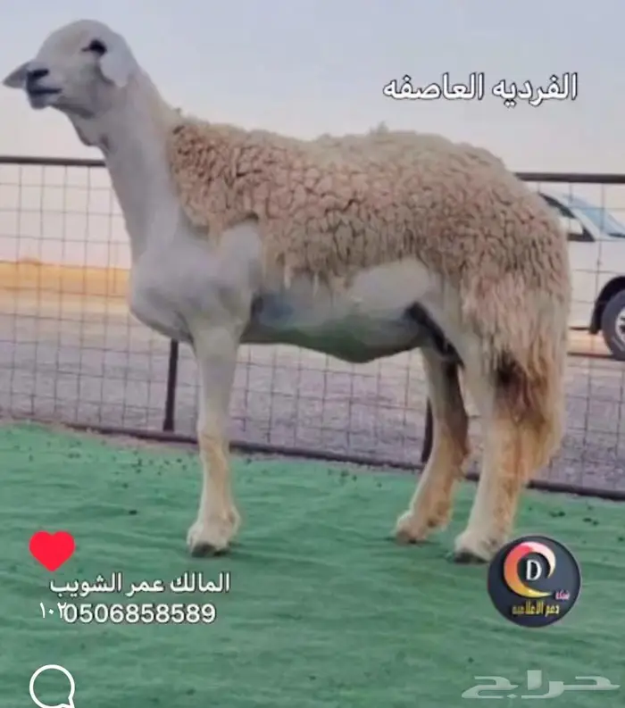 مشروع فحل معرف 1