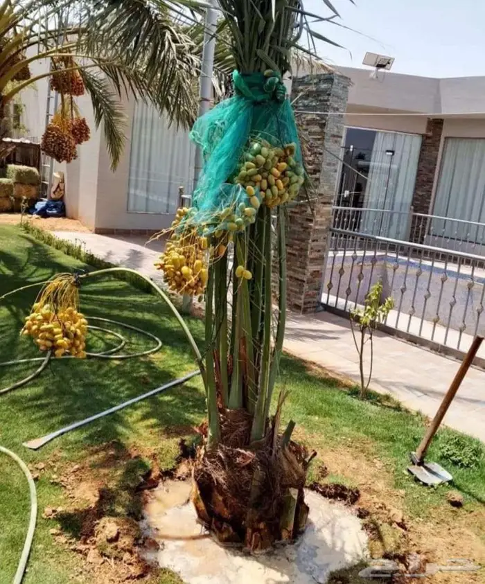 نخل مثمر نخيل زينه واشنطني جثايث اخلاص سكري برحي صقعي مجدول 6