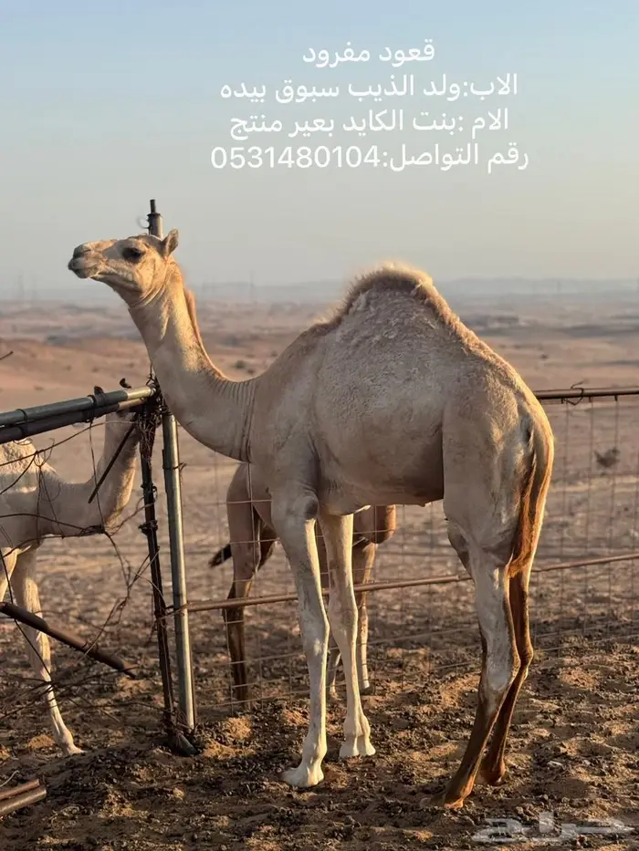 قعود مفرود 1
