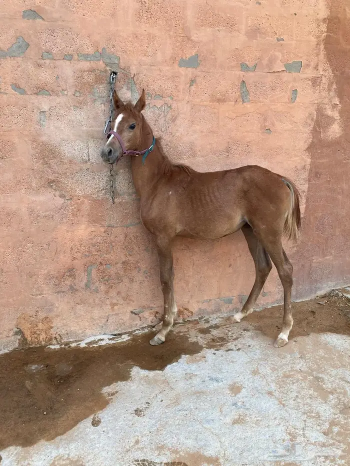 مهره شعبيه 2