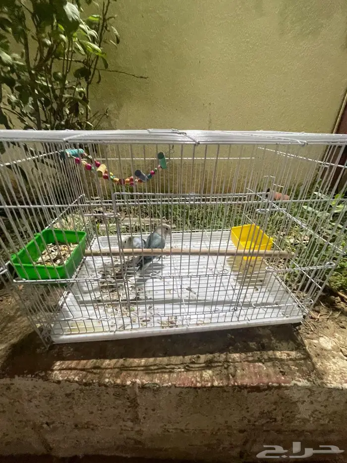 للبيع طيور روز 1