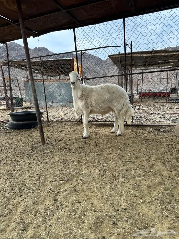 مشروع فحل حري صنف 2