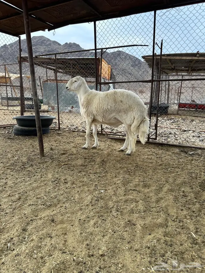 مشروع فحل حري صنف 1