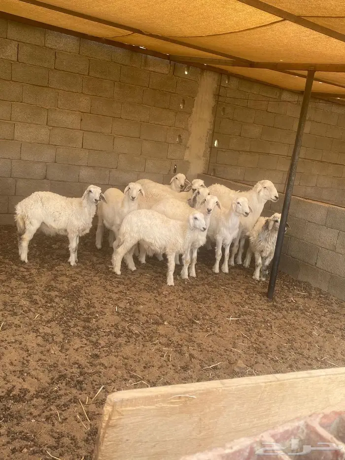 خرفان حريه للبيع 1