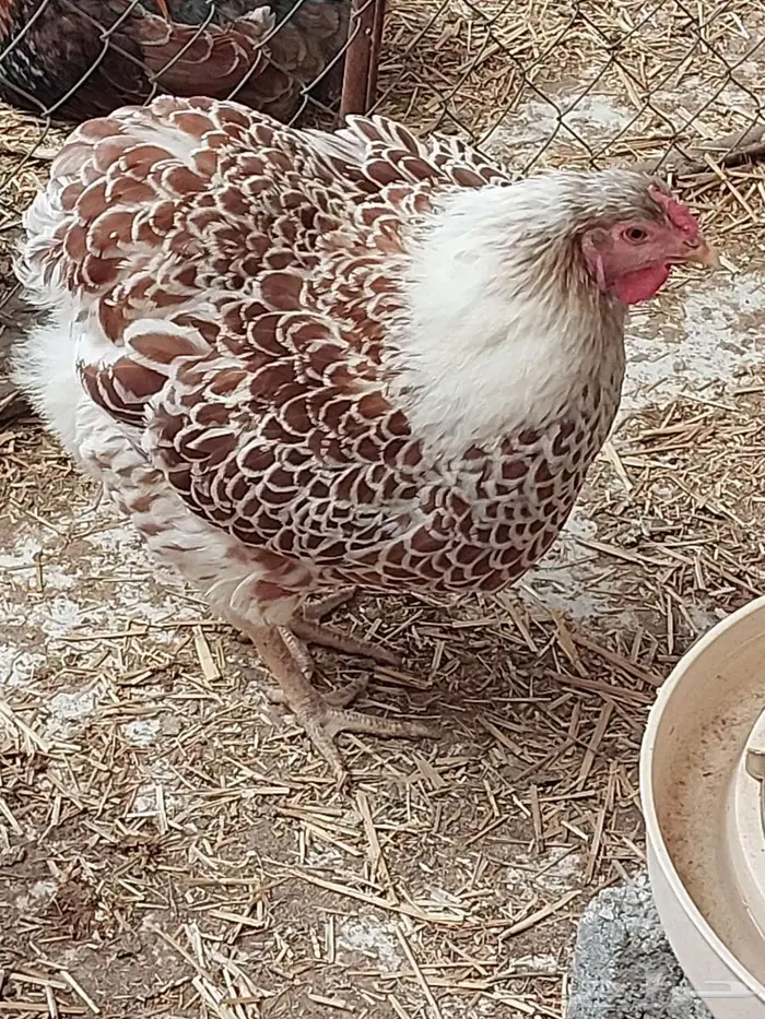 صوص وايندوت نوادر 4