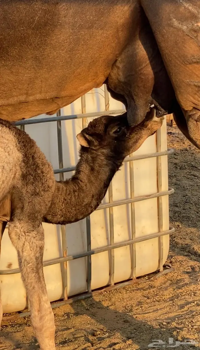 خلفه للبيع 6