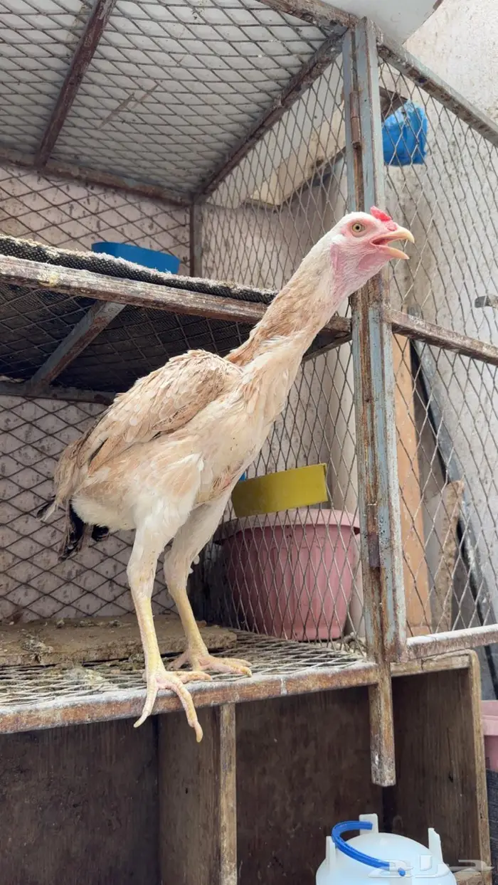 دجاجه باكستانية كريميه 1