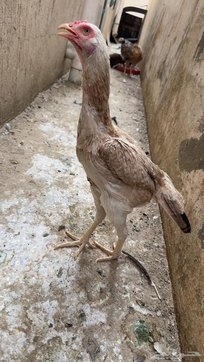 دجاجه باكستانية كريميه 2