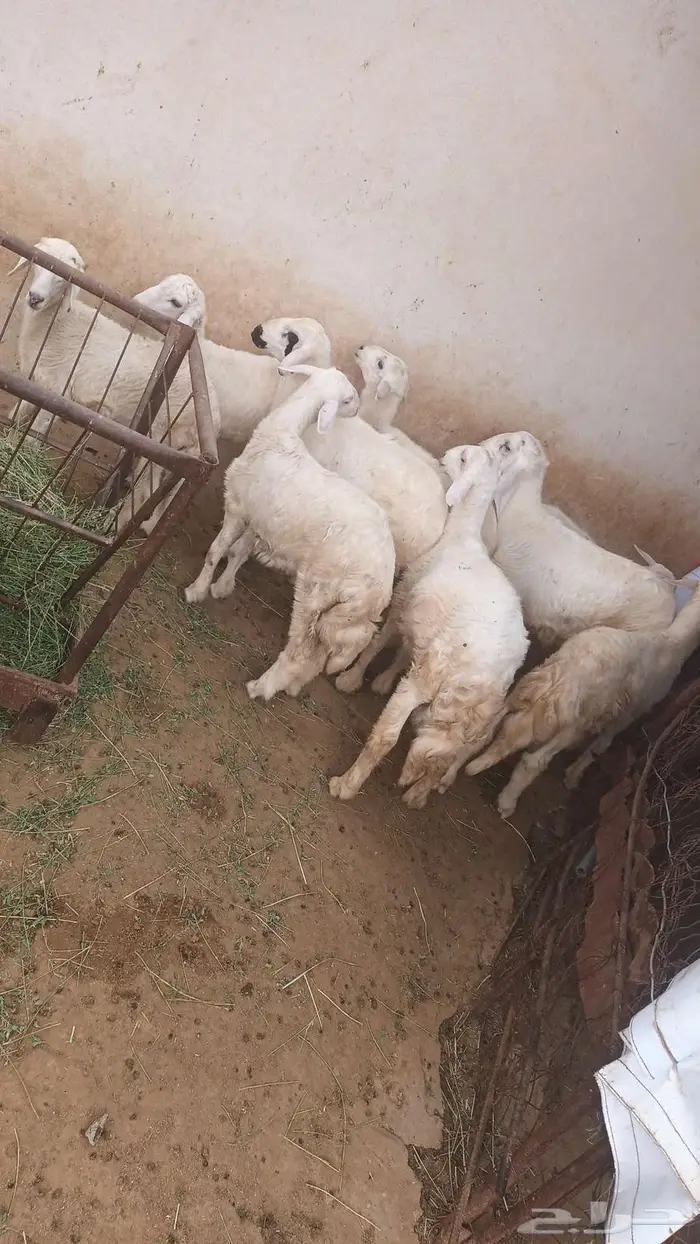 خرفان للبيع 0