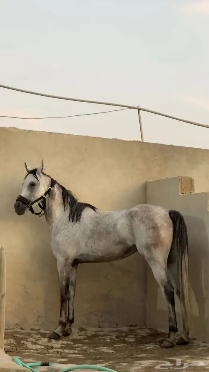 فرس شعبيه شيخه 3