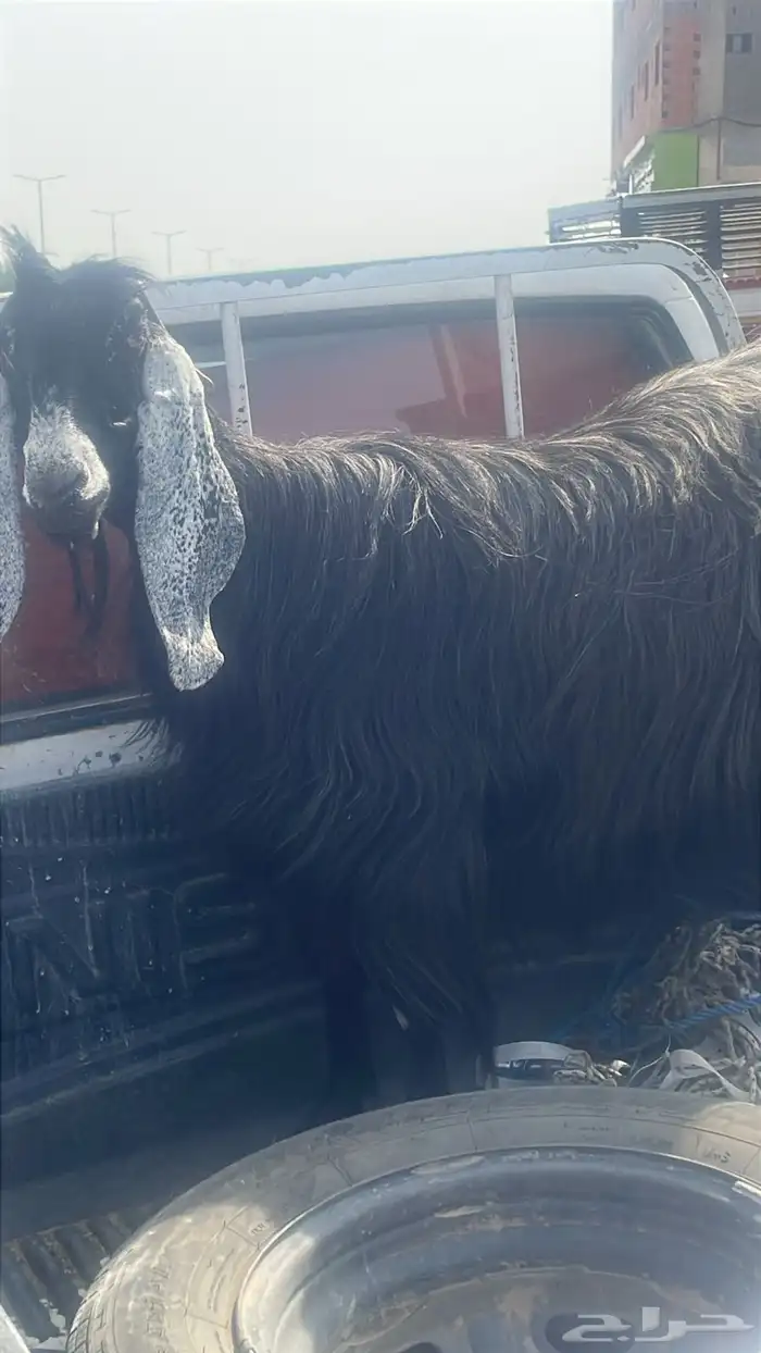 عنز حايل وا تيس صنف 0