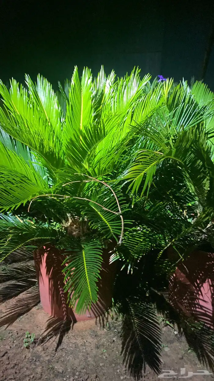 تنسيق الحدائق 5