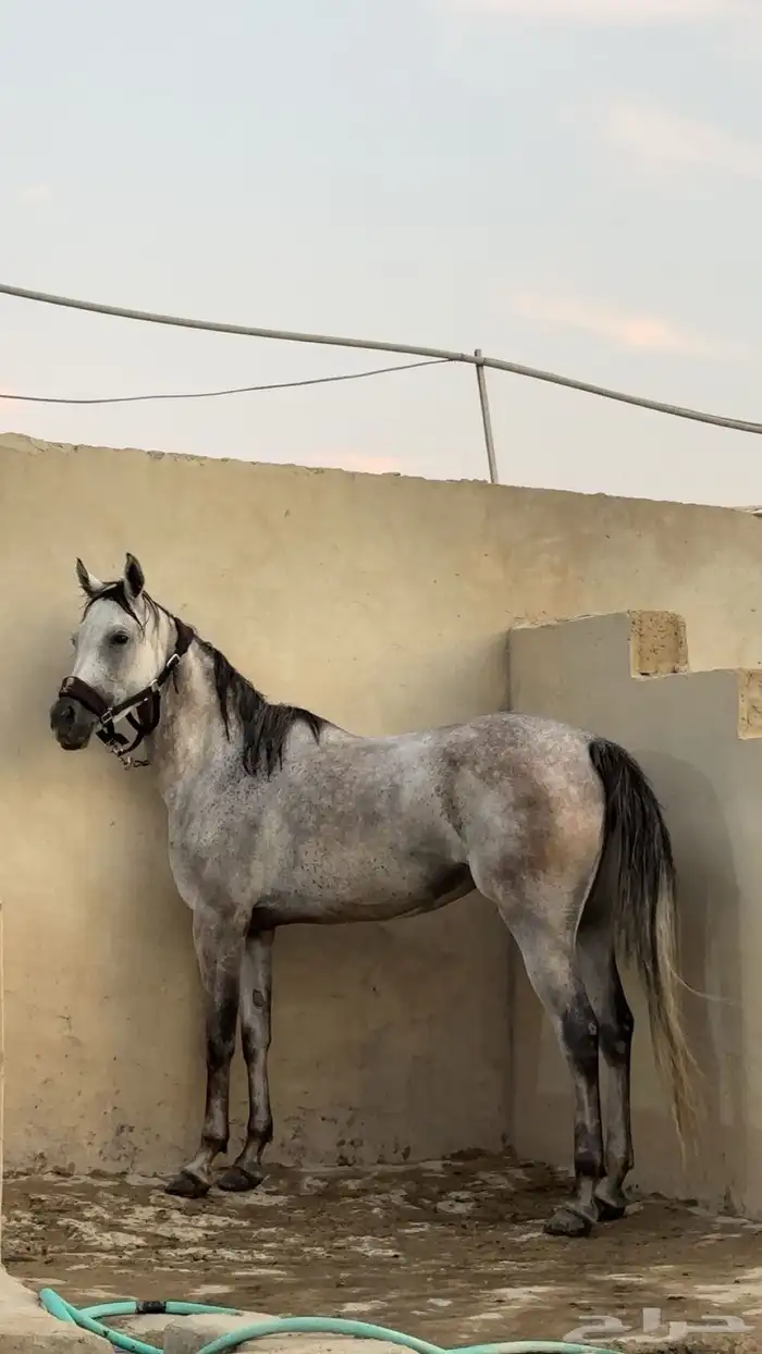 فرس شعبيه شيخه 1