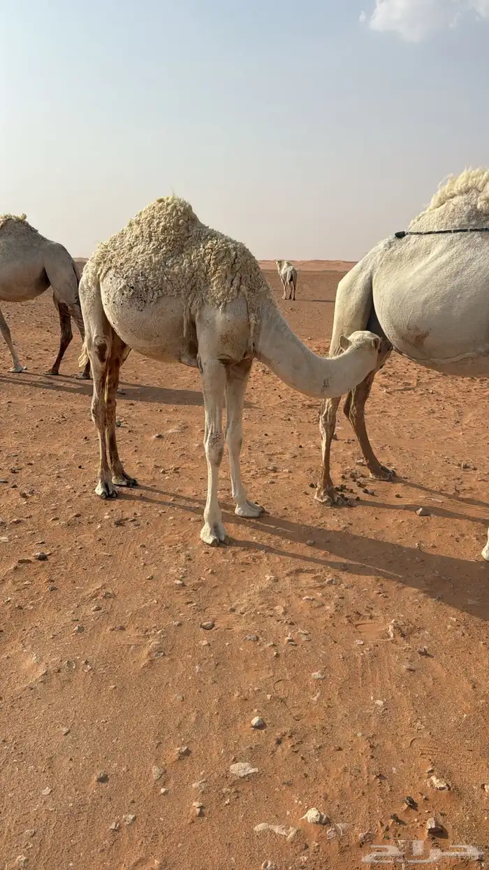 قعود للبيع 4