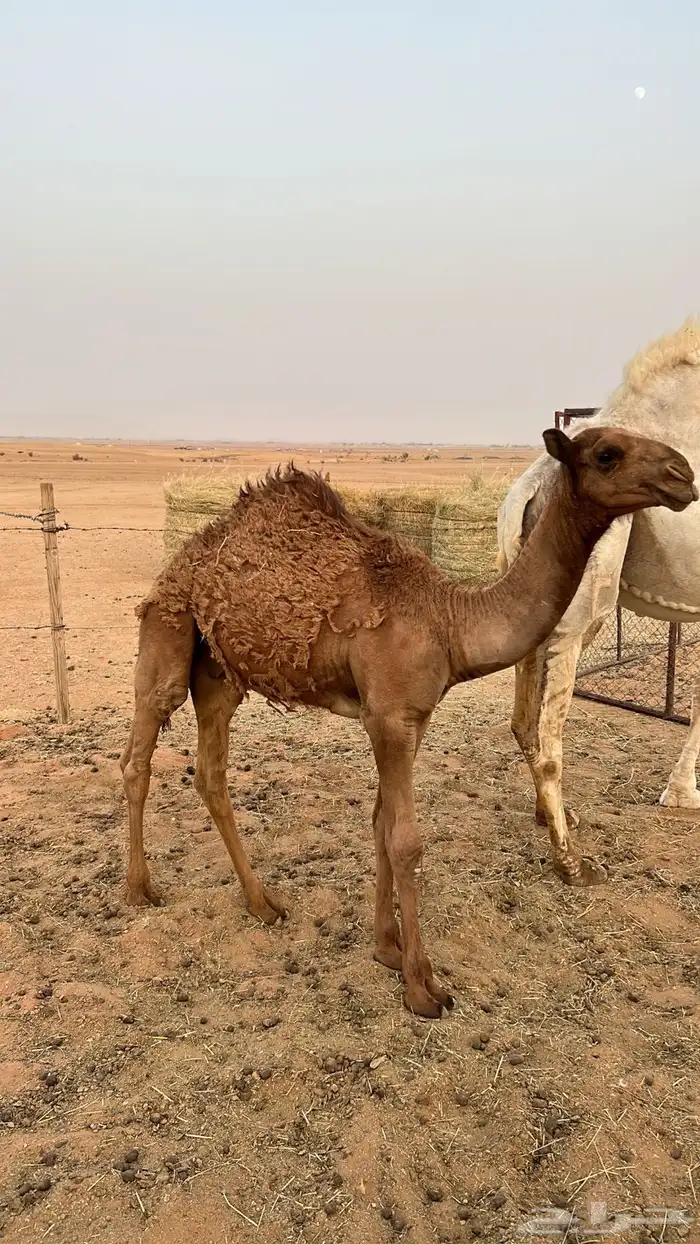 خلفه 4