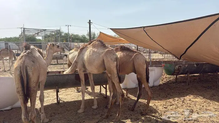 نوفر قعدان وغنم لجميع المناسبات والتجار.. 0