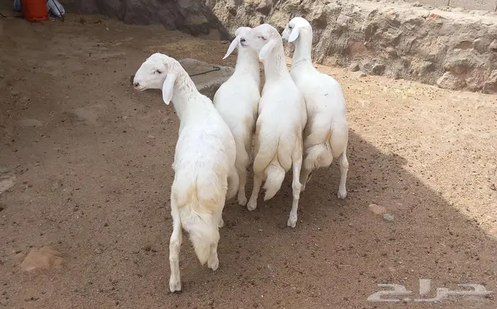 4 خرفان طيبه مناسبات جبارة فوق الوسط 0