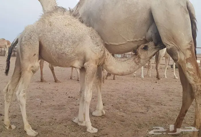 قعدان فاخره تحت امهاتها عمرها 8 شهور 2