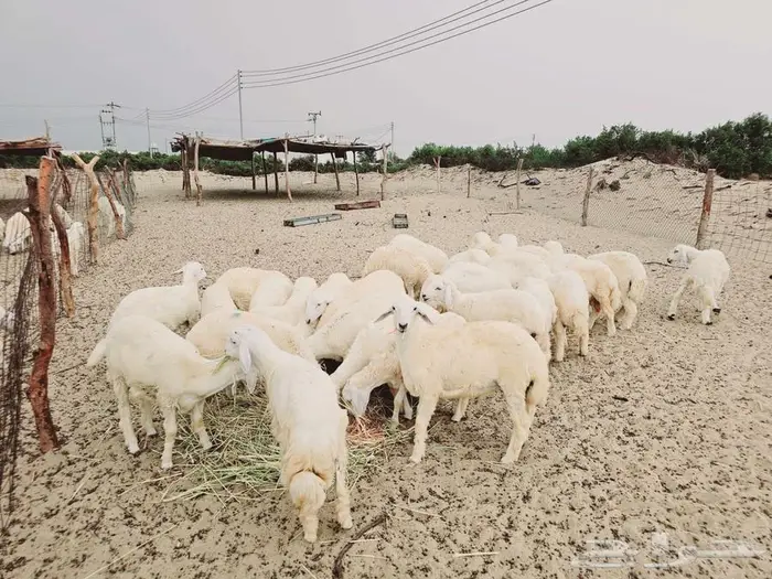 طليان مناسبات 2