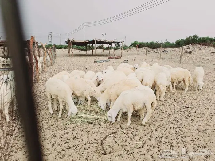 طليان مناسبات 1