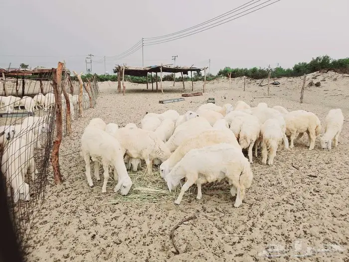 طليان مناسبات 3