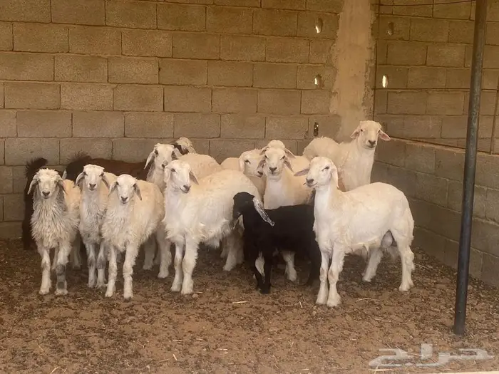 خرفان حريه للبيع 0