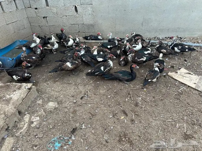 بط بلدي للبيع 0