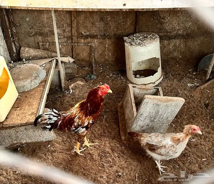 ديك ودجاجة بالخرج 1