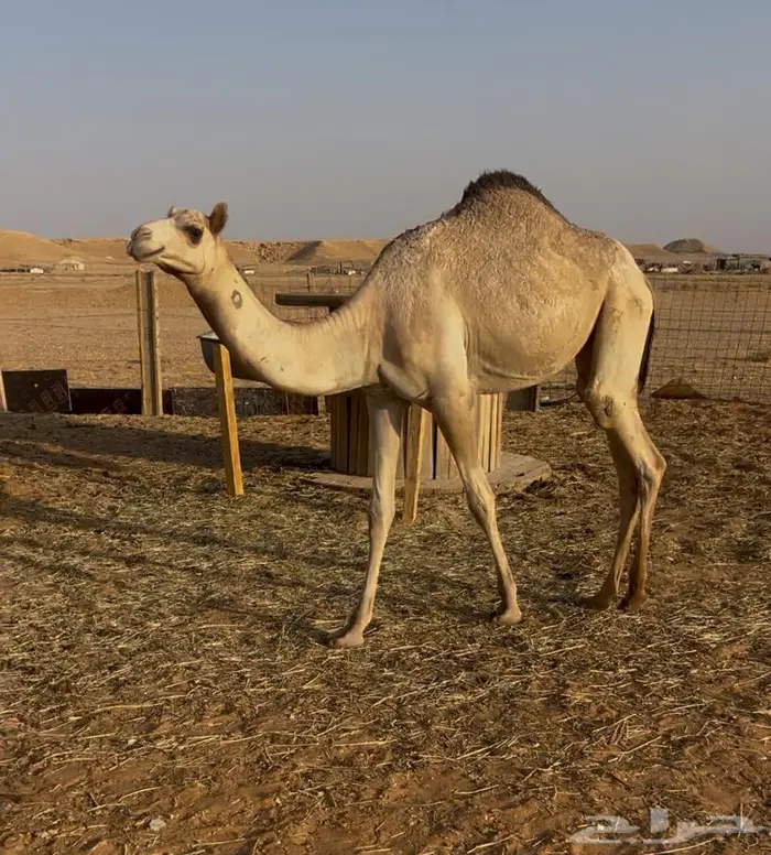 بكره هجن سلالة وشكل 0