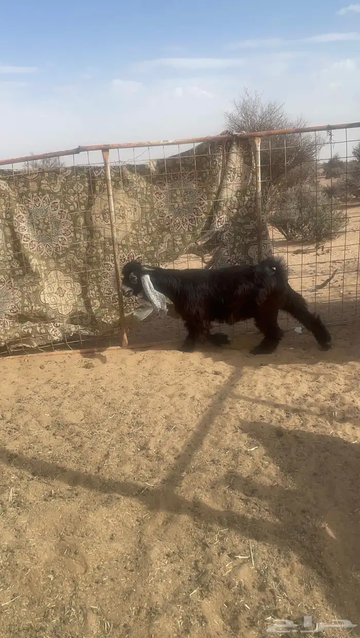 عنز حايل وا تيس صنف 6