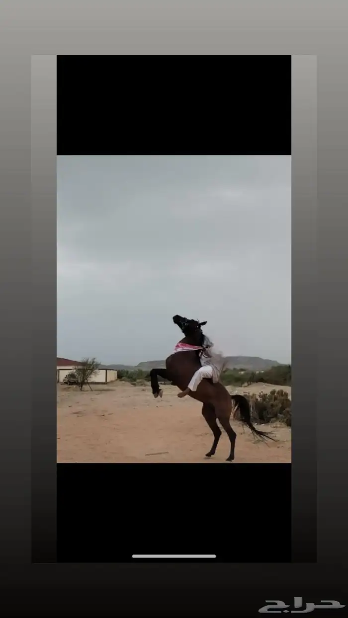 حصان شعبي كفوو 1