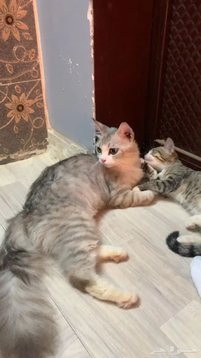 قطه شرازي لطيفه مع بنته 0