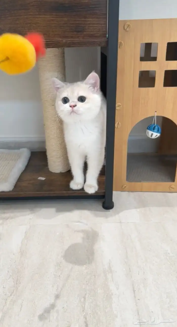 للبيع ذكر ay12 مستوى اسطوري 0