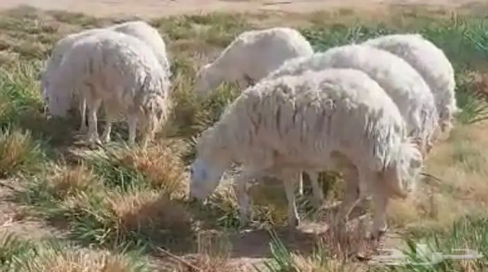 شياة حري حيل سمان وجبرات ل المناسبات والزواجات 4