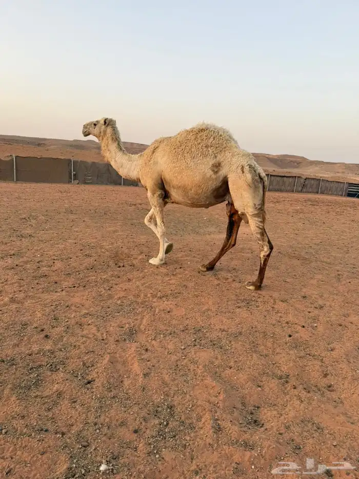 لقحه وضحا وقعود 9